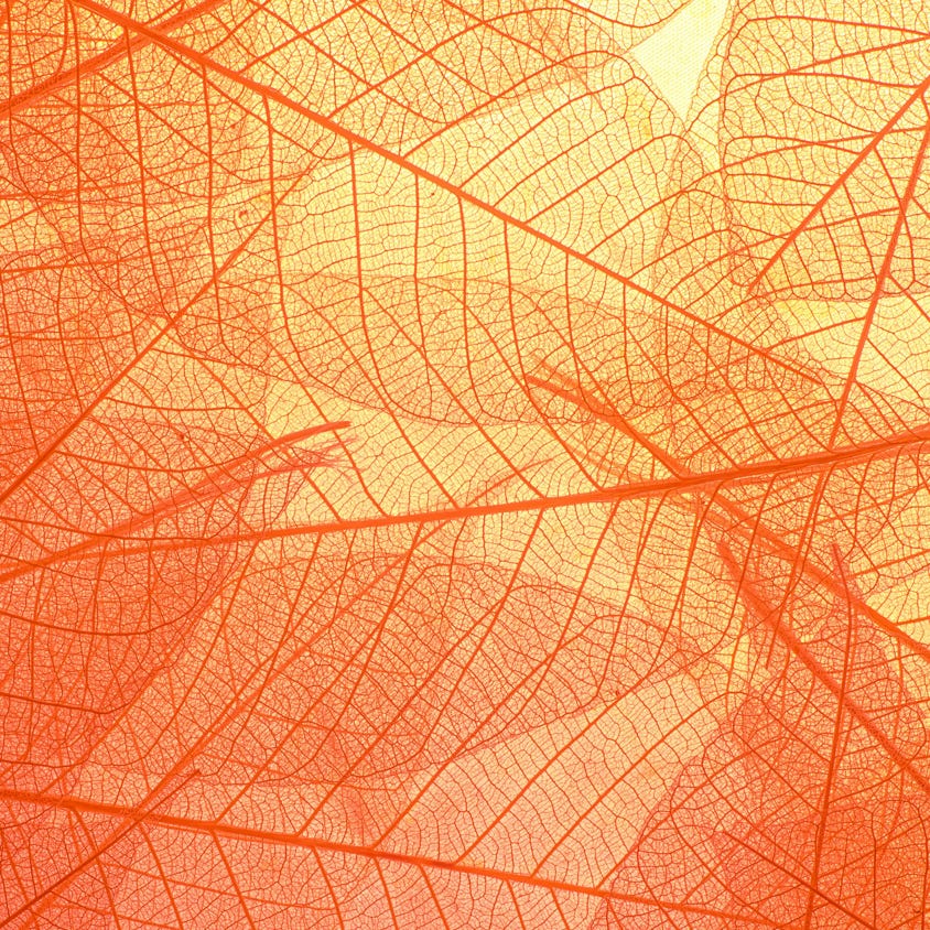 Abstract texture of colorful bright pattern of transparent leaves of orange and yellow color